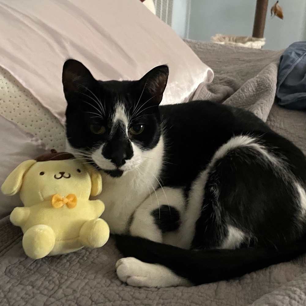 😸💖Feel free to offer a price for anything! 💖😸